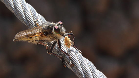 flyve, insekt, makro, vinge, lus, tæt, flyvende insekt, natur, tæt på, bi, dyr, dyre temaer, dyreliv, et dyr, dyr i naturen, fokus på forgrunden, hvirvelløse, ingen mennesker, dag, blomst, plante, skønhed i naturen, udendørs, blomstrende plante, dyr kropsdel, reb, bestøvning, 2K, CC0, offentligt domæne, royaltyfrie
