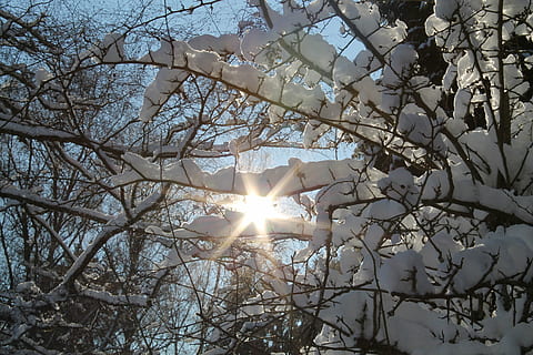 vinter, sne, sol, vinterlige, hvid, træer, Skov, natur, solskin, kold, himmel, humør, solskinsdag, idyl, grene, snedækket, træ, sollys, lav vinkel visning, afdeling, solstråle, plante, ingen mennesker, skønhed i naturen, linseflare, dag, bare træ, vækst, ro, udendørs, kold temperatur, blomst, blomstrende plante, streaming, lyse, 4K, CC0, offentligt domæne, royaltyfrie