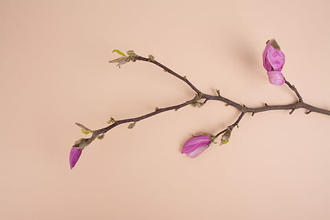 rosa petaled blommor, lila petaled orkidé, gren, flatlay, Färg, enkel, minimal, blomknopp, pastell, persika, växande, växa, magisk, liv, set design, rosa, vårtid, rosa färg, blomma, färgad bakgrund, växt, studio skott, blommande växt, skönhet i naturen, lila, natur, sårbarhet, bräcklighet, friskhet, inomhus, inget folk, rosa bakgrund, närbild, blomhuvud, växtstammen, kronblad, naturligt tillstånd, 5K, CC0, offentligt domän, royaltyfria