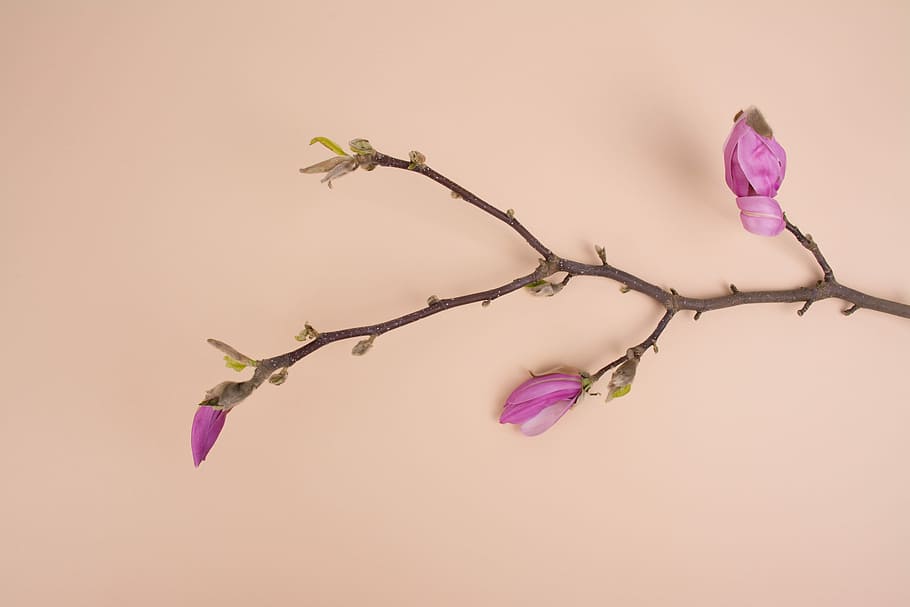 lyserøde blomstrede blomster, lilla petaled orkidé, afdeling, flatlay, farve, enkel, minimal, blomsterknopper, pastel, fersken, voksende, dyrke, magiske, liv, sæt design, lyserød, forårstid, lyserød farve, blomst, farvet baggrund, plante, studio skud, blomstrende plante, skønhed i naturen, lilla, natur, sårbarhed, skrøbelighed, friskhed, indendørs, ingen mennesker, lyserød baggrund, tæt på, blomsterhoved, plantestamme, kronblad, naturlig tilstand, 5K