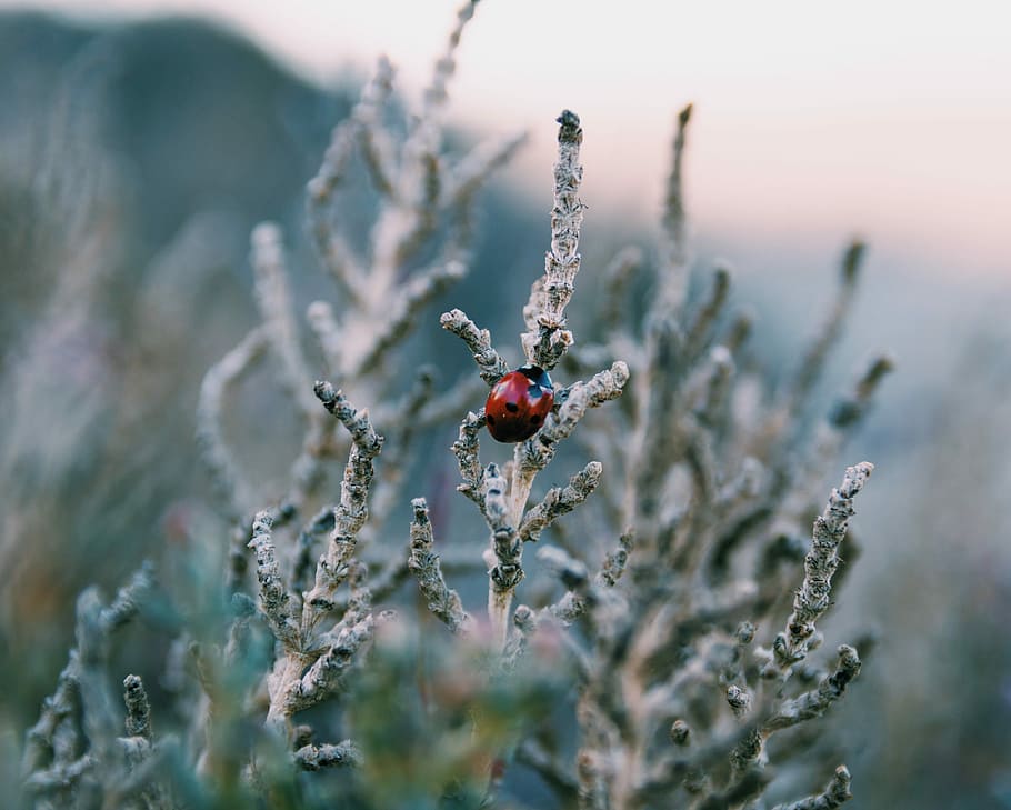 makro foto, lady bug, træ, mariehøne, løv, dyre temaer, plante, dyr, natur, dyreliv, dyr i naturen, hvirvelløse, tæt på, et dyr, ingen mennesker, selektiv fokusering, insekt, rød, fokus på forgrunden, dag, frugt, sund kost, udendørs, bille, lille, 4K