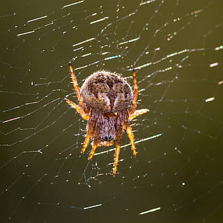 ragno, piccolo, natura, vicino, piccolo ragno, aracnidi, Rete, aracnide, ragnatela, un animale, temi animali, invertebrato, animale, fauna selvatica, insetto, animali allo stato selvatico, artropodo, avvicinamento, fragilità, nessuno, giorno, vulnerabilità, all'aperto, zoologia, tessitura, gamba animale, web, complessità, 2K, CC0, dominio pubblico, privo di copyright