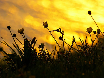 Low-Angle-Foto, Gelb, Blütenblätter, Sonnenuntergang, Stimmung, Gegenlicht, Blumen, Butterblume, atmosphärisch, Nachglühen, Meer, Wasser, Abendhimmel, Himmel, abendstimmung, Schönheit in der Natur, Pflanze, Wachstum, Blume, blühende Pflanze, Natur, Feld, keine Leute, Nahansicht, selektiver Fokus, wolke - himmel, Ruhe, Frische, Land, Zerbrechlichkeit, draußen, Szenen - Natur, Blütenkopf, 4K, CC0, gemeinfrei, lizenzfrei
