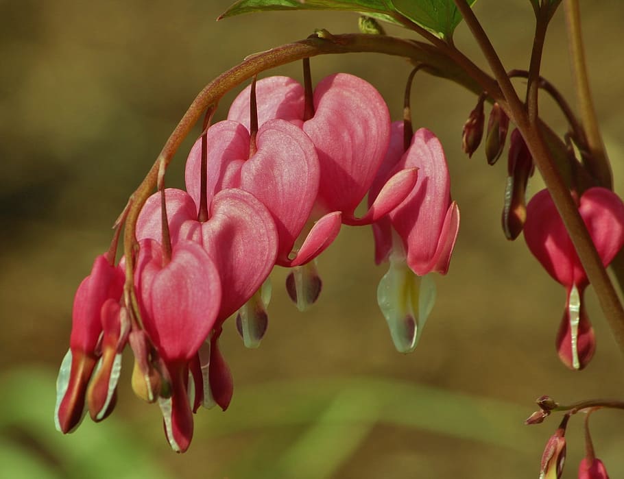 flor, cor sagnant, primavera, vermell, cor, bellesa, naturalesa, planta amb flors, planta, pètal, bellesa a la natura, vulnerabilitat, primer pla, fragilitat, frescor, creixement, color rosa, inflorescència, cap de flor, centrar-se en primer pla, cap gent, dia, enfocament selectiu, tija de la planta, brot, 1080P