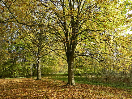 árvore, vegetação rasteira, outono, floresta, natureza, plantas, cores caem, temporada, caminho, verde, ninguém, ao ar livre, dia, plantar, tranquilidade, terra, crescimento, mudança, beleza na natureza, scenics - natureza, cena tranquila, parque, tronco, tronco de árvore, campo, cena não urbana, 4K, CC0, domínio público, royalty free