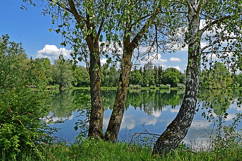 llac, bedoll, cel, núvols, aigua, arbre, reflexió, planta, tranquil·litat, escenics - natura, color verd, naturalesa, escena tranquil·la, bellesa a la natura, dia, creixement, cap gent, tronc de l'arbre, tronc, escena no urbana, a l'aire lliure, llac de reflexió, pantà, 5K, CC0, domini públic, lliure de regalies