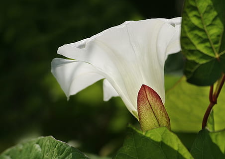 natur, snerle, makro, plante, sommer, eng, blad, hvid farve, blomst, tæt på, vækst, blomstrende plante, friskhed, skrøbelighed, plante del, sårbarhed, skønhed i naturen, kronblad, blomsterstand, blomsterhoved, fokus på forgrunden, dag, ingen mennesker, udendørs, forår, pollen, 2K, CC0, offentligt domæne, royaltyfrie
