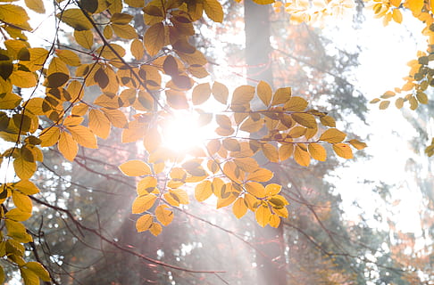 sol, explosió, bosc, llum, llum solar, brilli, raig, brillant, blanc, flamarada, groc, espurna, raig de sol, brillar, fulles, faig, arbre, planta, branca, bellesa a la natura, naturalesa, vista d’angle baix, full, dia, part de la planta, creixement, cap gent, flare de la lent, tardor, centrar-se en primer pla, tranquil·litat, cel, a l'aire lliure, canvi, streaming, lluminós, 4K, CC0, domini públic, lliure de regalies