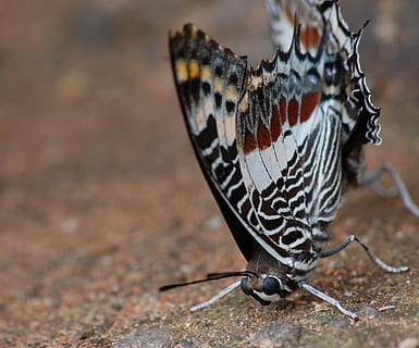macro, vlinder, insect, vleugel, dieren in het wild, kever, helder, klein, delicaat, breekbaar, kleurrijk, antennes, slurf, borstkas, wild, entomologie, metamorfose, buitenshuis, leven, natuur, ongewerveld, dierlijke thema's, dier, detailopname, dag, geen mensen, dierenleven, één dier, focus op de voorgrond, land-, dierenvleugel, dierlijke markeringen, vlinder - insect, schoonheid in de natuur, natuurlijk patroon, 1080P, CC0, publiek domein, royaltyvrij