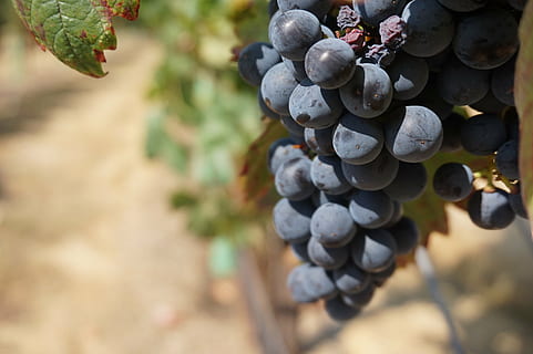 raïm, vinya, vi, vinya de raïm, full, celler, fruita, collita, beure, porpra, granja, natural, menjar i vi, país, alimentació saludable, menjar i beguda, menjar, fruites de baies, primer pla, benestar, cap gent, frescor, dia, centrar-se en primer pla, naturalesa, agricultura, creixement, planta, madur, munt, color negre, elaboració de vins, a l'aire lliure, 5K, CC0, domini públic, lliure de regalies