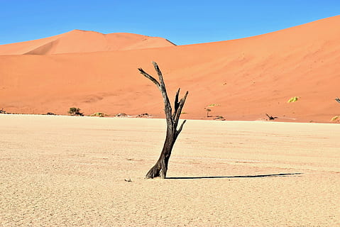 brązowy, driftwood, pustynia, stoisko, sam, bezlistne drzewo, niebieski, niebo, piasek, drzewo, Oddział, wydma, krajobraz, środowisko, wylądować, scenics - natura, klimat, Natura, roślina, spokojna scena, żadnych ludzi, suchy klimat, zdalny, dzień, scena pozamiejska, spokój, martwa roślina, na dworze, 2K, CC0, domena publiczna, darmowe zdjęcia