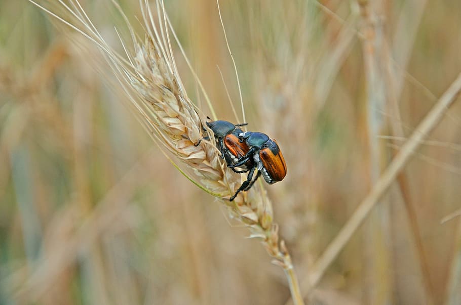 coleotteri, Grano, accoppiamento, insetti, campo, kolos, agricoltura, insetto, natura, scarafaggio, animale, macro, avvicinamento, pianta, temi animali, raccolto, pianta di cereali, invertebrato, fauna selvatica, un animale, animali allo stato selvatico, concentrarsi sulle conoscenze acquisite, giorno, orzo, nessuno, messa a fuoco selettiva, all'aperto, 4K
