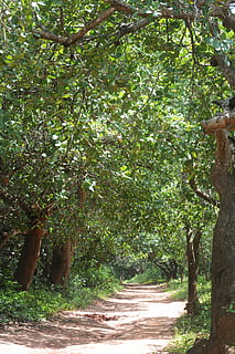 medi ambient, arbres, bosc, naturalesa, volant, fulles, verds, jardí Botànic, Camí, eventide, fusta, branca, tronc, arbre vell, paisatge, bissau, guinea, arbre, creixement, a l'aire lliure, dia, cap gent, planta, bellesa a la natura, direcció, tranquil·litat, llum solar, color verd, el camí a seguir, sendera, terra, escena tranquil·la, escenics - natura, tronc de l'arbre, copa de l'arbre, treelined, 4K, CC0, domini públic, lliure de regalies