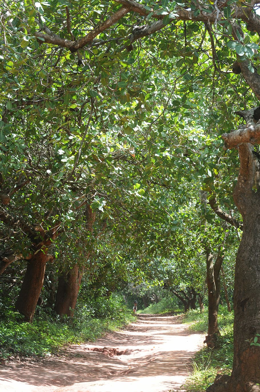 medi ambient, arbres, bosc, naturalesa, volant, fulles, verds, jardí Botànic, Camí, eventide, fusta, branca, tronc, arbre vell, paisatge, bissau, guinea, arbre, creixement, a l'aire lliure, dia, cap gent, planta, bellesa a la natura, direcció, tranquil·litat, llum solar, color verd, el camí a seguir, sendera, terra, escena tranquil·la, escenics - natura, tronc de l'arbre, copa de l'arbre, treelined, 4K