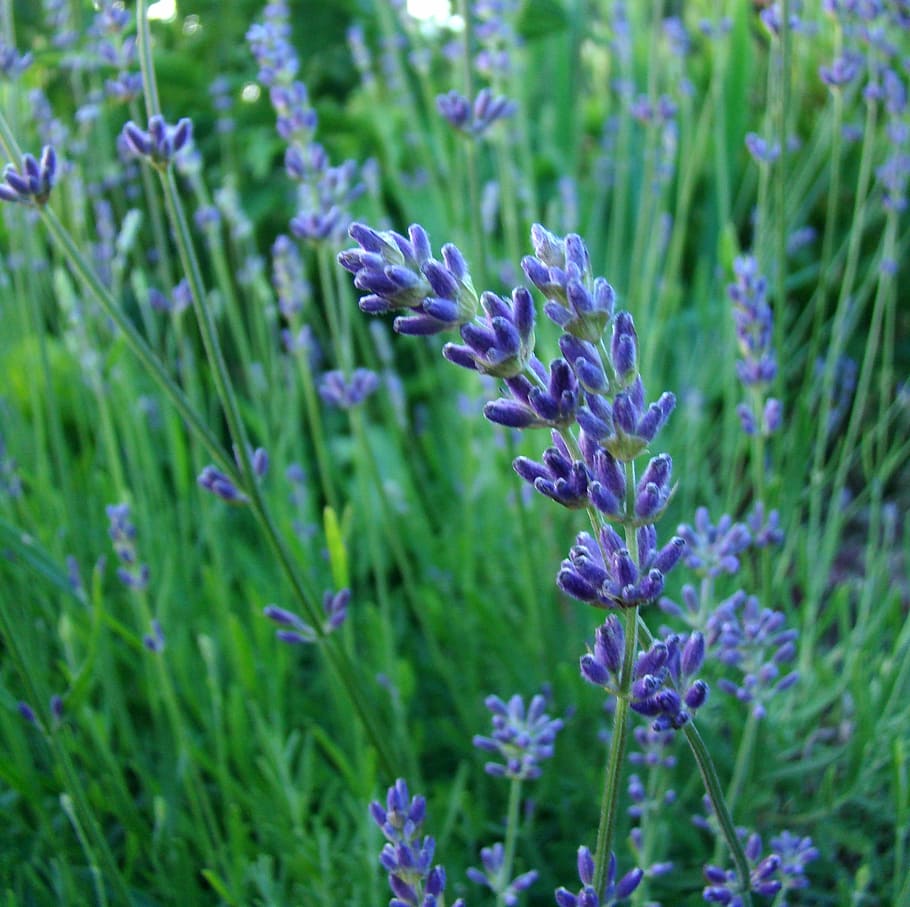 lavandă, iarbă, floare, parfum, albastru, grădină, vară, plantă, cer albastru, Violet, natură, creştere, planta cu flori, vulnerabilitate, frumusețe în natură, fragilitate, prospeţime, a închide, nici o persoana, Culoarea verde, petală, camp, plante stem, selectiv, cap de floare, inflorescenţă, 1080P