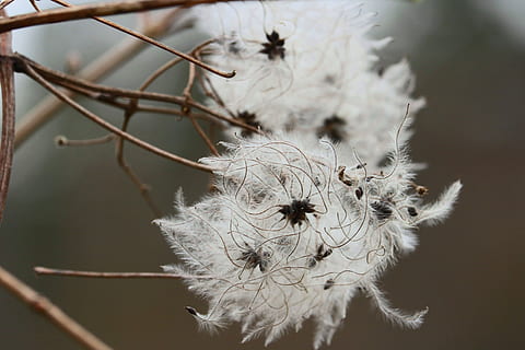 Blume, Fäden, Weiß, wunderschönen, Wald, wild, Naturwelt, nuklear, Ast, Stiel, weiße Fäden, blühen, Faden, Blatt, Pflanze, Fokus auf den Vordergrund, Natur, keine Leute, Nahansicht, Zerbrechlichkeit, blühende Pflanze, weiße Farbe, Verletzlichkeit, Tag, Wachstum, getrocknete Pflanze, Schönheit in der Natur, trocken, Weichheit, draußen, Ruhe, Baumwolle, Löwenzahn, tote Pflanze, verwelkte Pflanze, Blütenkopf, Baumwollpflanze, Löwenzahnsamen, 5K, CC0, gemeinfrei, lizenzfrei