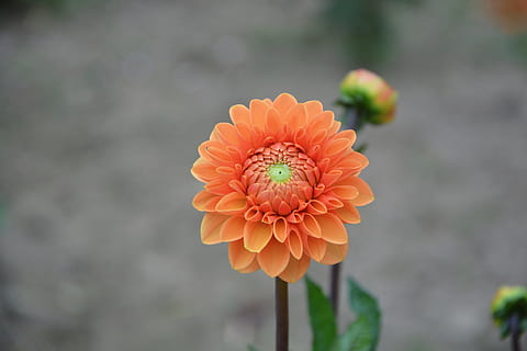 blomst, knap, orange, kronblade, blomstring, sommer, natur, blomstrende plante, blomsterhoved, blomsterstand, friskhed, plante, kronblad, skønhed i naturen, skrøbelighed, sårbarhed, fokus på forgrunden, tæt på, orange farve, vækst, dag, ingen mennesker, dahlia, plantestamme, udendørs, pollen, 5K, CC0, offentligt domæne, royaltyfrie