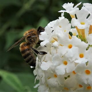 albină, nectar, inflori, a inflori, apis mellifera, albina, închide, colecta nectarul, polenizare, insectă, primăvară, floare, animale tematice, animale în sălbăticie, planta cu flori, animal, fragilitate, culoare alba, animale sălbatice, un animal, plantă, vulnerabilitate, nevertebrat, frumusețe în natură, prospeţime, petală, cap de floare, a închide, creştere, nici o persoana, polen, bondar, 1080P, CC0, domeniu public, fără drepturi de autor