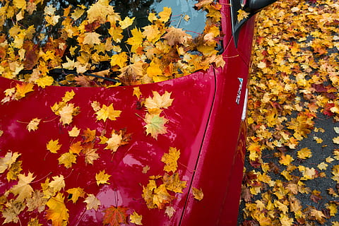 automàtic, vermell, maple, tardor, full, groc, taronja, fulles, coloració, brillant, color de la tardor, colorit, naturalesa, caigut, fulles cobertes, part de la planta, cap gent, canvi, dia, bellesa a la natura, primer pla, vista d’angle alt, flor, a l'aire lliure, color taronja, multicolor, planta amb flors, planta, fragilitat, vulnerabilitat, fulla d'auró, condició natural, 5K, CC0, domini públic, lliure de regalies