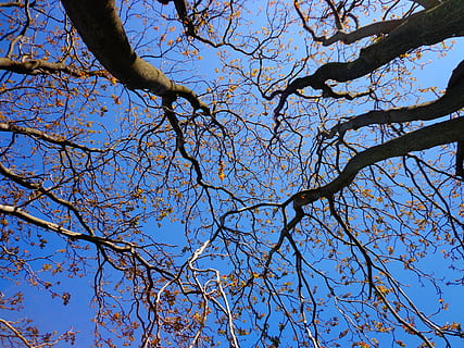 worm, eye-view foto, verschrompeld, bomen, boom, takken, de lente, natuur, hemel, blauw, tak, buitenshuis, Bos, seizoen, blad, lage hoekweergave, fabriek, schoonheid in de natuur, dag, groei, geen mensen, kalmte, kale boom, heldere lucht, bloem, zonlicht, bloeiende plant, romp, boomstam, Boomkap, direct onder, 4K, CC0, publiek domein, royaltyvrij