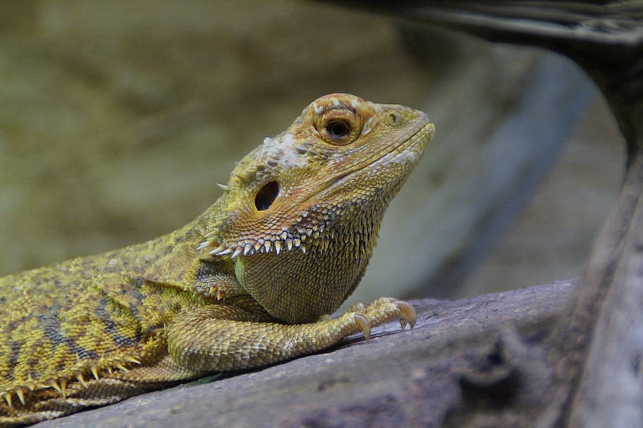 rettile, lucertola, vicino, zoo, Terraristik, terrario, tropicale, esotico, un animale, fauna selvatica, animali allo stato selvatico, temi animali, animale, vertebrato, avvicinamento, Drago barbuto, nessuno, concentrarsi sulle conoscenze acquisite, giorno, messa a fuoco selettiva, analizzare, cercare, guardare, natura, guardando lontano, parte del corpo animale, all'aperto, scala animale, testa di animale, iguana, occhio animale, 5K