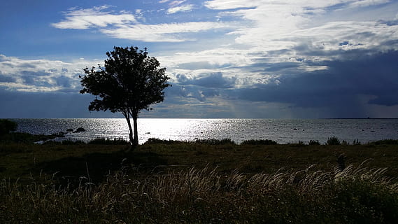 albero, controluce, Gotland, natura, scena tranquilla, paesaggio, Paesaggi, la tranquillità, pianta, cielo, acqua, nuvola - cielo, mare, bellezza nella natura, scenics - natura, erba, terra, spiaggia, crescita, nessuno, orizzonte, orizzonte sull'acqua, giorno, all'aperto, 4K, CC0, dominio pubblico, privo di copyright