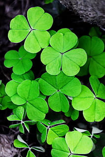 fulla de trèvol verd, verd, fulla de trèvol, fons, trèvol, patrick, dia, flora, fullatge, fresc, herba, Irlanda, irlandès, full, sort, naturalesa, planta, primavera, símbol, color verd, creixement, frescor, primer pla, part de la planta, bellesa a la natura, cap gent, vista d’angle alt, centrar-se en primer pla, a l'aire lliure, vulnerabilitat, fragilitat, enfocament selectiu, aigua, directament a sobre, fulles, 4K, CC0, domini públic, lliure de regalies