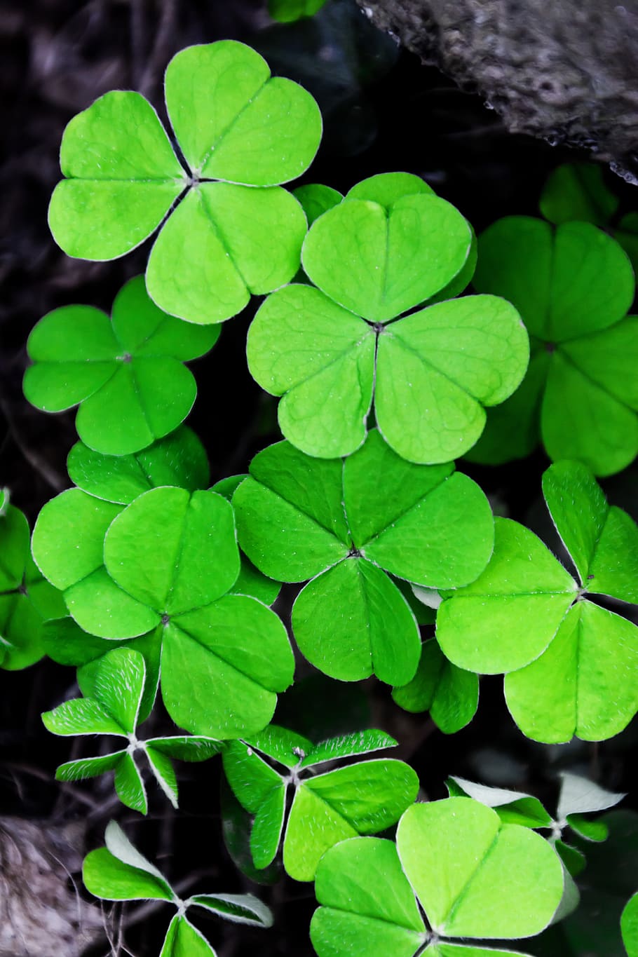 fulla de trèvol verd, verd, fulla de trèvol, fons, trèvol, patrick, dia, flora, fullatge, fresc, herba, Irlanda, irlandès, full, sort, naturalesa, planta, primavera, símbol, color verd, creixement, frescor, primer pla, part de la planta, bellesa a la natura, cap gent, vista d’angle alt, centrar-se en primer pla, a l'aire lliure, vulnerabilitat, fragilitat, enfocament selectiu, aigua, directament a sobre, fulles, 4K