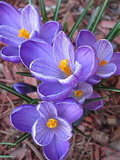 květ, krokus, nachový, jaro, Příroda, fialový, kvetoucí, krokusy, botanika, zblízka, kvetoucí rostlina, okvětní lístek, zranitelnost, rostlina, křehkost, krása v přírodě, svěžest, květenství, květu hlavy, detail, růst, duhovka, den, zaměřit se na popředí, vysoký úhel pohledu, pyl, nikdo, 2K, CC0, veřejná doména, bez autorských práv