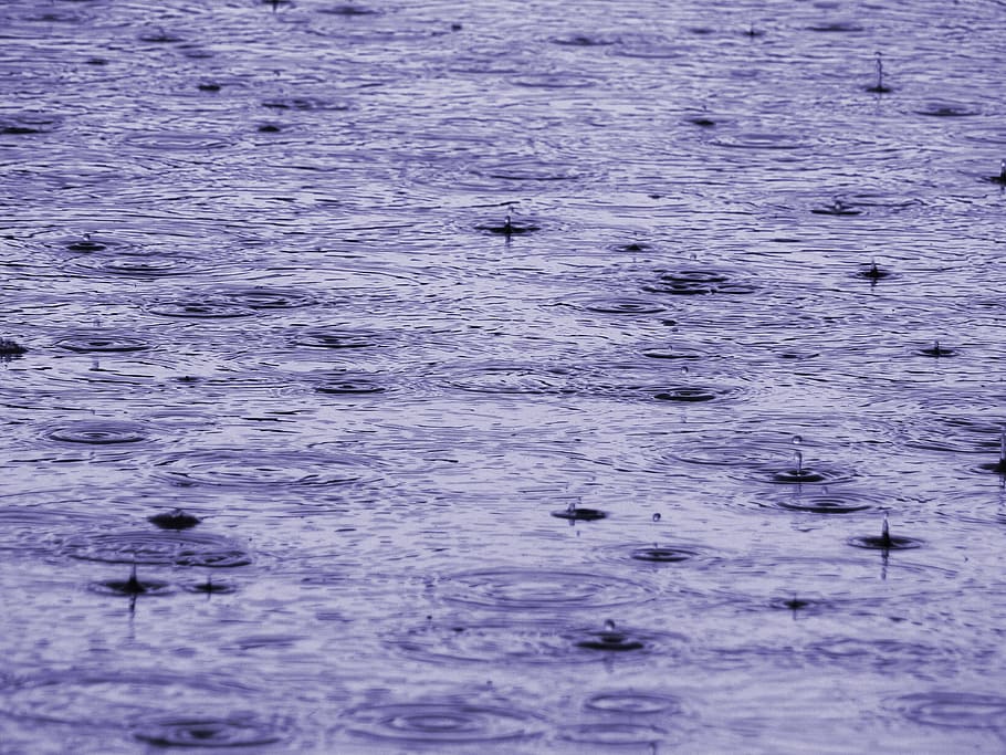 pluja, imatge de fons, textura, tancar, degoteig, gota de pluja, esprai, fred, humit, posa fi, precipitar, temps, llac, mar, aigua, districte, fons, superfície, creativitat, estructura, patró, resum, temes d'animals, fauna animal, animal, animals a la natura, vertebrats, bellesa a la natura, nedar, davant del mar, cap gent, marc complet, naturalesa, grup d’animals, tranquil·litat, ocell, dia, vista d’angle alt, ondulat, a l'aire lliure, marí, família d’animals, 2K
