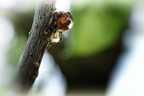 Baum, Ast, Natur, Makro, Knospe, Saft, Weinen, Frühling, Aprikose, Prunus armeniaca, Tierthemen, Tierwelt, Tier, ein Tier, Nahansicht, Tiere in freier Wildbahn, wirbellos, Pflanze, Insekt, Baumstamm, selektiver Fokus, Kofferraum, keine Leute, draußen, Tag, Fokus auf den Vordergrund, Spinnentier, Gliederfüßer, 4K, CC0, gemeinfrei, lizenzfrei