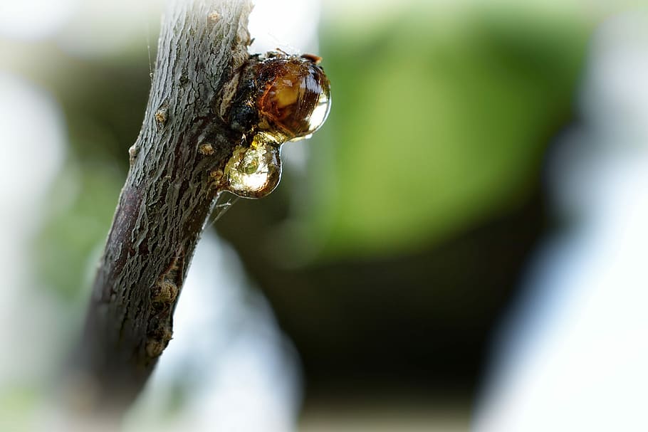 arbre, branca, naturalesa, macro, brot, saba, plorar, primavera, albercoc, prunus armeniaca, temes d'animals, fauna animal, animal, un animal, primer pla, animals a la natura, invertebrat, planta, insecte, tronc de l'arbre, enfocament selectiu, tronc, cap gent, a l'aire lliure, dia, centrar-se en primer pla, aràcnids, artròpode, 4K