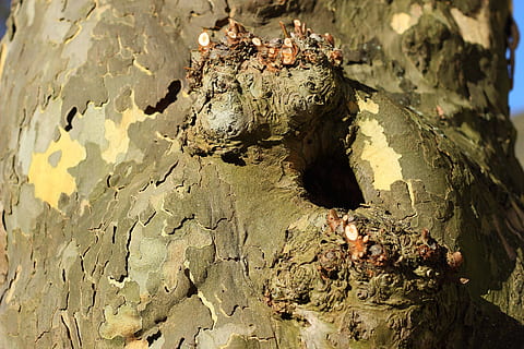 platan, kůra stromu, knothole, letadlo, strom, kůra, jeskyně, jednoho zvířete, Příroda, nikdo, zvířat, zvířata ve volné přírodě, den, zvíře, vysoký úhel pohledu, obratlovců, pevný, slunečního světla, venku, rock - objekt, texturou, voda, skupina zvířat, Skála, detail, kufr, kmen stromu, bláto, 5K, CC0, veřejná doména, bez autorských práv