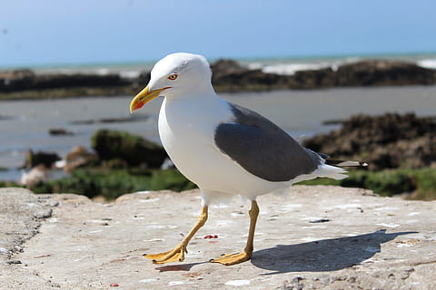 Gaviota, pájaro, Cra, temas de animales, animal, animales en la naturaleza, fauna animal, vertebrado, un animal, mar, día, luz del sol, centrarse en primer plano, naturaleza, agua, playa, nadie, tierra, posado, el color blanco, al aire libre, pico, boca abierta, 5K, CC0, dominio público, libre de derechos