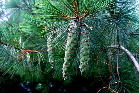 pigna, pigne, grappolo, Pino, albero, sempreverde, stagione, linfa, crescita, colore verde, pianta, natura, bellezza nella natura, nessuno, avvicinamento, giorno, Pinaceae, foglia, albero di conifere, parte vegetale, all'aperto, concentrarsi sulle conoscenze acquisite, ramo, la tranquillità, botanica, ago - parte vegetale, bosco di pini, 1080P, CC0, dominio pubblico, privo di copyright