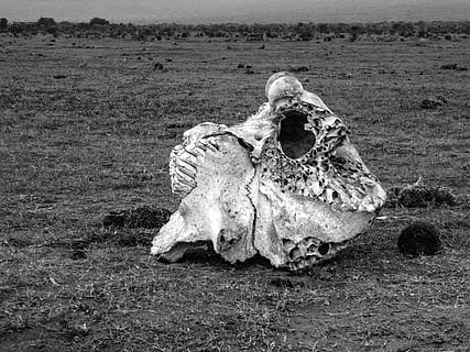 craniu, os, elefant, schelet, craniu și oase încrucișate, alb-negru, mort, parc național, Africa de Sud, pustie, animal, teren, mamifer, animale tematice, camp, partea corpului animalului, animale sălbatice, zi, natură, nici o persoana, animal osos, peisaj, scheletul animalelor, craniu animal, animale în sălbăticie, în aer liber, erbivor, cap de animal, 2K, CC0, domeniu public, fără drepturi de autor