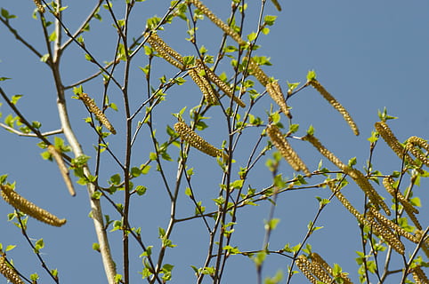 Birke, Frühling, Natur, Baum, fesseln, Ast, Himmel, Blau, Pflanze, draußen, Blatt, Wachstum, keine Leute, Flachwinkelansicht, klarer Himmel, Tag, Schönheit in der Natur, Sonnenlicht, Nahansicht, Ruhe, grüne Farbe, Frische, Pflanzenteil, 4K, CC0, gemeinfrei, lizenzfrei