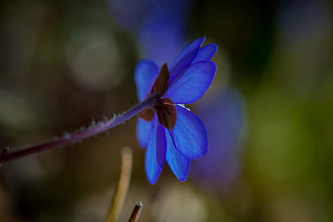 hepatica, ฤดูใบไม้ผลิ, ดอกไม้, สีน้ำเงิน, ความบอบบาง, ธรรมชาติ, ปลูก, มุ่งเน้นไปที่เบื้องหน้า, ใกล้ชิด, ไม้ดอก, ความงามในธรรมชาติ, ความสด, การเจริญเติบโต, กลีบดอกไม้, ความอ่อนแอ, สีม่วง, หัวดอกไม้, ช่อดอก, เลือกโฟกัส, ไม่มีคน, วัน, กลางแจ้ง, กลีบเลี้ยง, 4K, CC0, โดเมนสาธารณะ, ค่าลิขสิทธิ์ฟรี