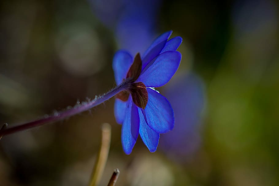 hepatica, primavera, flor, blau, fragilitat, naturalesa, planta, centrar-se en primer pla, primer pla, planta amb flors, bellesa a la natura, frescor, creixement, pètal, vulnerabilitat, porpra, cap de flor, inflorescència, enfocament selectiu, cap gent, dia, a l'aire lliure, sepal, 4K
