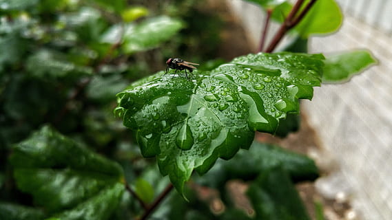 leafs, 파리, 곤충, 이슬, 물, 젖은, 식물, 식물 부분, 잎, 채색, 성장, 자연, 닫다, 선도, 아무도, 하락, 식품, 음식과 음료, 일, 동물, 자연의 아름다움, 건강한 식생활, 옥외, 농업, 동물의 야생 동물, 5K, CC0, 공개 도메인, 로열티 무료