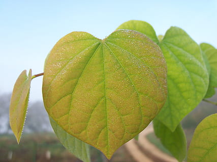 leaf, dew, leaves, red-bud, tree, pink, green, misty morning, tinted, autumn, dewy, morning, mist, misty, beautiful, yellow tinted, tree leaf, blue background, clingman photography, plant part, plant, close-up, leaf vein, nature, focus on foreground, growth, beauty in nature, no people, green color, day, outdoors, freshness, natural pattern, fragility, botany, vulnerability, change, 4K, CC0, public domain, royalty free