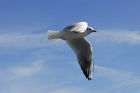 bevægelse, flyve, vægtløs, lethed, fugle, natur, fugl, vinge, himmel, dyr verden, sø, bayern, Chiemsee, flyvningen, dyr, måge, tæt, zoom, seevogel, vand fugl, blå, dynamik, havfugle, vandfugle, flyvende, spredte vinger, et dyr, dyr i naturen, dyreliv, Midt i luften, sky - himmel, dag, hvirveldyr, dyre temaer, lav vinkel visning, ingen mennesker, hvid farve, udendørs, 4K, CC0, offentligt domæne, royaltyfrie