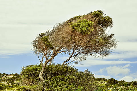 arbre, cel, núvols, paisatge, naturalesa, primavera, cavo greko, Xipre, planta, creixement, herba, cap gent, dia, a l'aire lliure, escenics, núvol - cel, tranquil·litat, bellesa a la natura, escena tranquil·la, color verd, escenics - natura, escena no urbana, medi ambient, terra, muntanya, 5K, CC0, domini públic, lliure de regalies