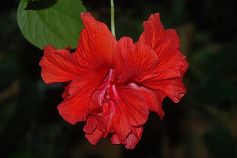 kembang sepatu, bunga, merah, berkembang, tropis, eksotik, terang, Hawaii, flora, alam, musim panas, tanaman berbunga, daun bunga, kerapuhan, kerentanan, keindahan di alam, kesegaran, kepala bunga, hal berkembang, menanam, merapatkan, pertumbuhan, tidak ada orang, fokus pada latar depan, serbuk sari, benang sari, 4K, CC0, domain publik, bebas royalti