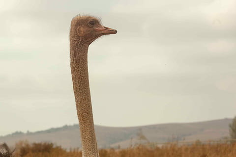 foto, struzzo, capo, di fronte, sinistra, lato, montagna, sfondo, uccello, natura, animale, becco, Africa, animali safari, collo animale, animali allo stato selvatico, animali e animali domestici, un animale, giorno, nessuno, concentrarsi sulle conoscenze acquisite, all'aperto, temi animali, vertebrato, fauna selvatica, cielo, parte del corpo animale, paesaggio, ambiente, analizzare, cercare, guardare, mammifero, testa di animale, bocca aperta, 4K, CC0, dominio pubblico, privo di copyright