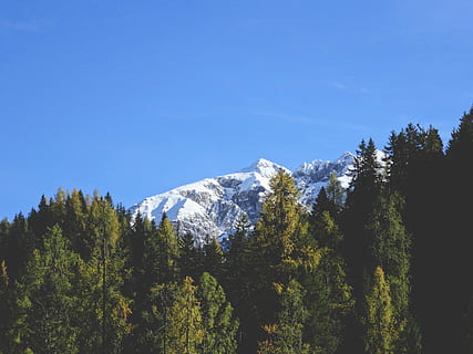 Baumlinien, Vorderseite, Bergalpen, Baum, Linien, Berg, Alpen, Natur, szenen, Landschaft, Himmel, draußen, Wald, Blau, keine Leute, Gebirge, Rocky Mountains, Farbbild, Schönheit in der Natur, Kiefer, Pflanze, Ruhe, Szenen - Natur, ruhige Szene, Wachstum, Nicht-städtische Szene, kalte Temperatur, Tag, Winter, idyllisch, klarer Himmel, Sonnenlicht, schneebedeckter Berg, Nadelbaum, Gipfel, 5K, CC0, gemeinfrei, lizenzfrei