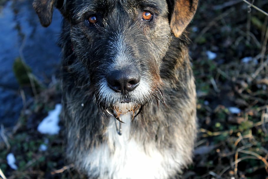gos, bo, fred, híbrid, fidel, mira, mirada fidel, orella flexible, atenció, estimada, un animal, mirant la càmera, retrat, mascotes, temes d'animals, caní, mamífer, nacional, animals domèstics, vertebrats, centrar-se en primer pla, primer pla, dia, naturalesa, part del cos dels animals, cap gent, color negre, musell, boca d’animals, 1080P