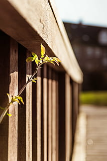 Spross, Geländer, wachsen, Frühling, Fortschritt, Durchbruch, Kompetenzen, warm, braun, Grün, Holz, warme Farben, Brücke, Fluss, Teich, See, Bach, Wasser, Erfolg, Holz - Material, Natur, Pflanze, keine Leute, Tag, gebaute Struktur, die Architektur, Wachstum, draußen, Fokus auf den Vordergrund, selektiver Fokus, Nahansicht, Blatt, Pflanzenteil, Zaun, Barriere, Sonnenlicht, Grenze, Blume, Sicherheit, 5K, CC0, gemeinfrei, lizenzfrei