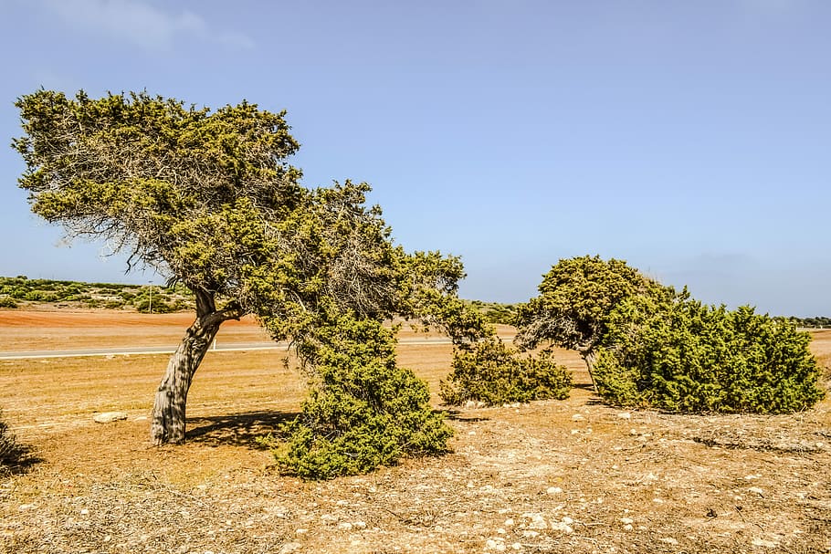 juniperus phoenicea, ginebre, arbre, ginebre, arbre, camp, paisatge, mediterrani, flora, cavo greko, Xipre, agricultura, antic, història, clima àrid, cap gent, planta, cel, naturalesa, dia, creixement, tranquil·litat, escenics - natura, bellesa a la natura, escena tranquil·la, cel clar, terra, llum solar, medi ambient, a l'aire lliure, color verd, escena no urbana, semiàrid, 5K