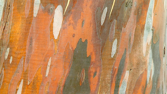 structuur, boomschors, achtergronden, patroon, oud, abstract, getextureerde, volledig kader, geen mensen, verweerde, Oranje kleur, detailopname, metaal, roestig, bruin, verf, dag, hout - materiaal, beschadigde, ruw, buitenshuis, kunst en ambacht, creativiteit, ijzer, gegolfd, plaat metaal, 1080P, CC0, publiek domein, royaltyvrij